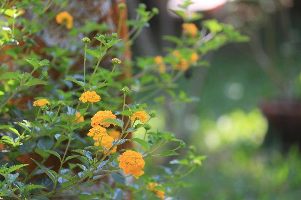 Green Ark Resorts Thekkady Kültér fotó